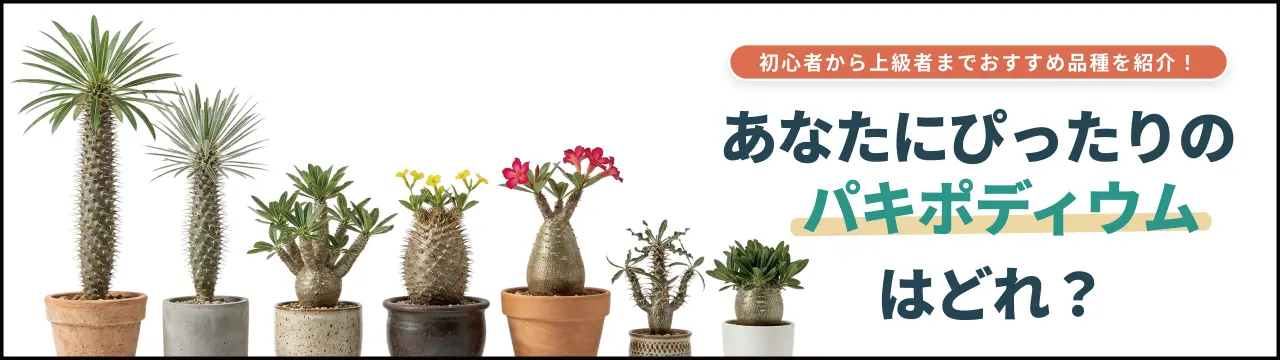 パキポディウム