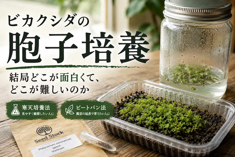 ビカクシダ