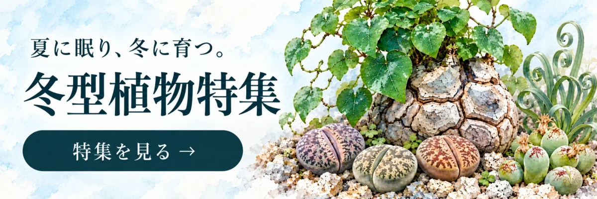 夏に眠り、冬に育つ。冬型植物特集 特集を見る