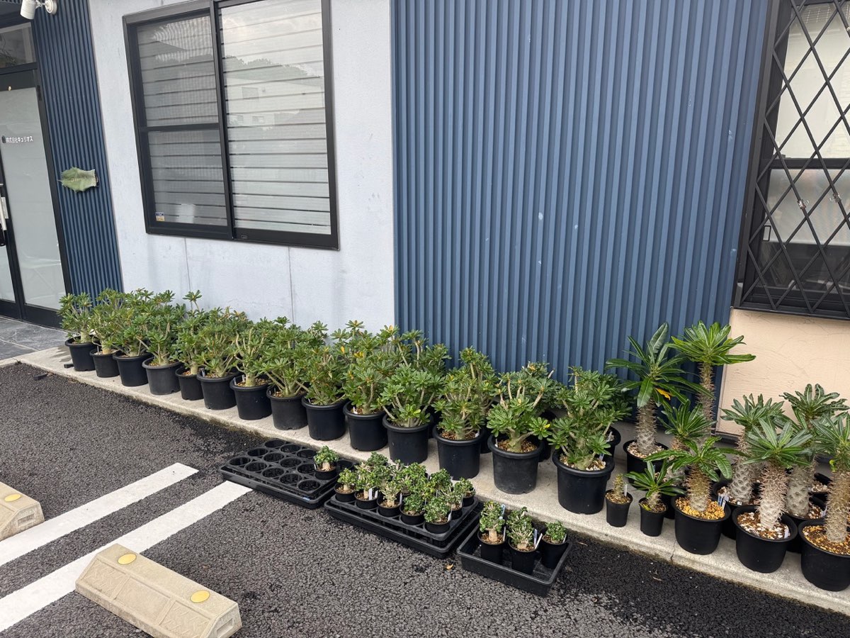店舗の外観。紺色の壁の建物の前に株が並んでいる