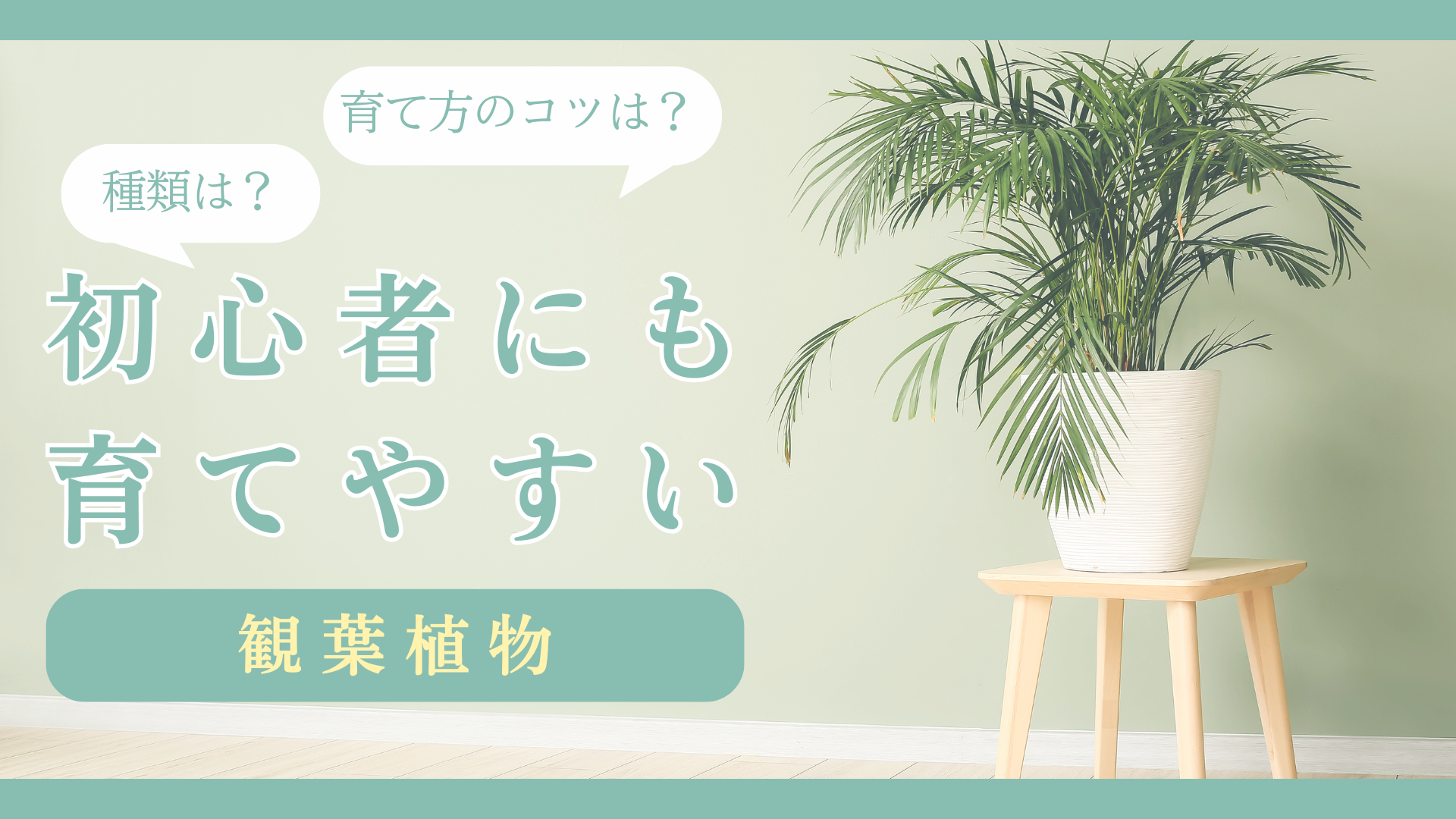 初心者向け観葉植物とは？種類や育て方のコツも解説 - シードストックマガジン 種子販売や実生方法のご紹介