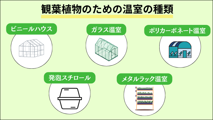 観葉植物　温室　種類