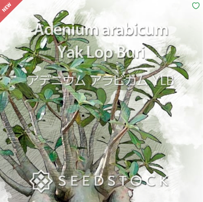 アデニウム アラビカム