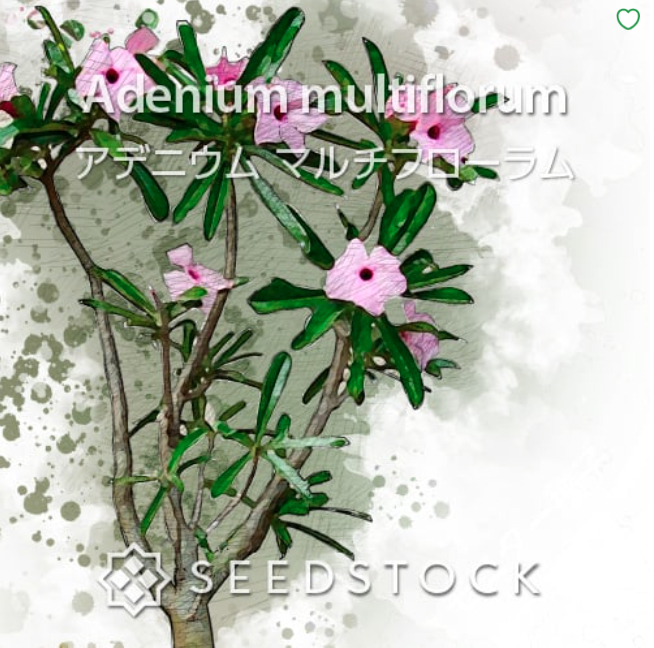 アデニウム マルチフローラム