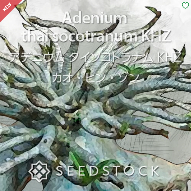 アデニウム タイソコトラナム