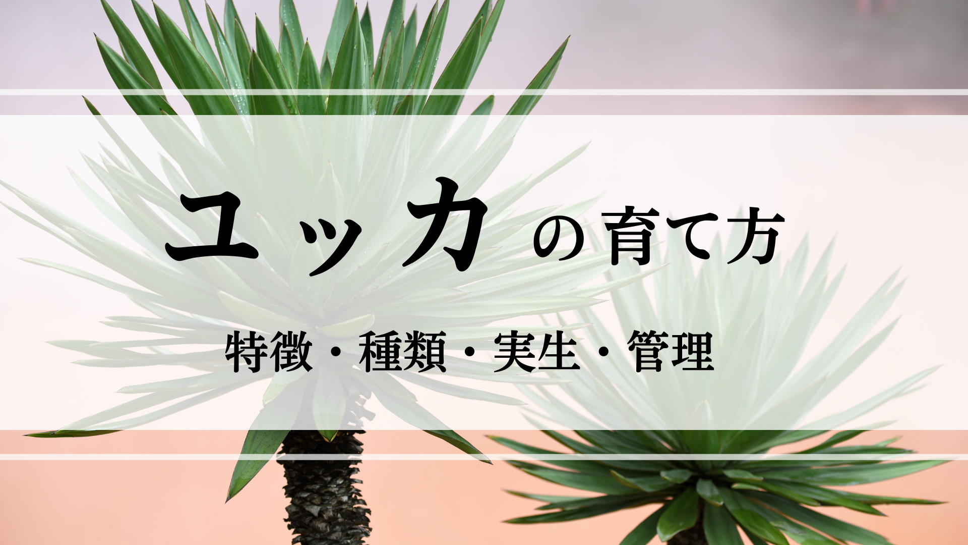 ユッカの特徴や実生・植え替えの方法を徹底解説！ - シードストックマガジン 種子販売や実生方法のご紹介