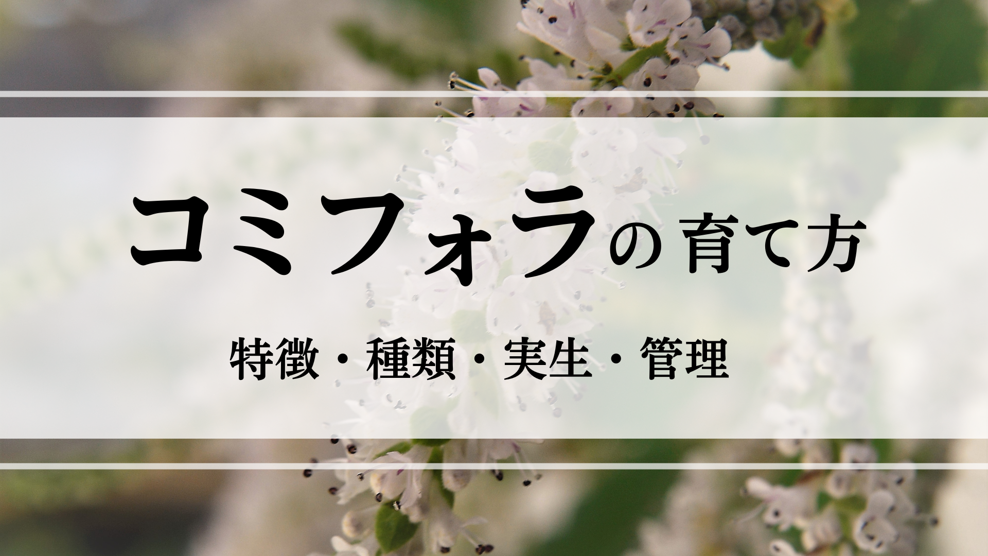 コミフォラの特徴や実生・植え替えの方法を徹底解説！ - シードストックマガジン 種子販売や実生方法のご紹介