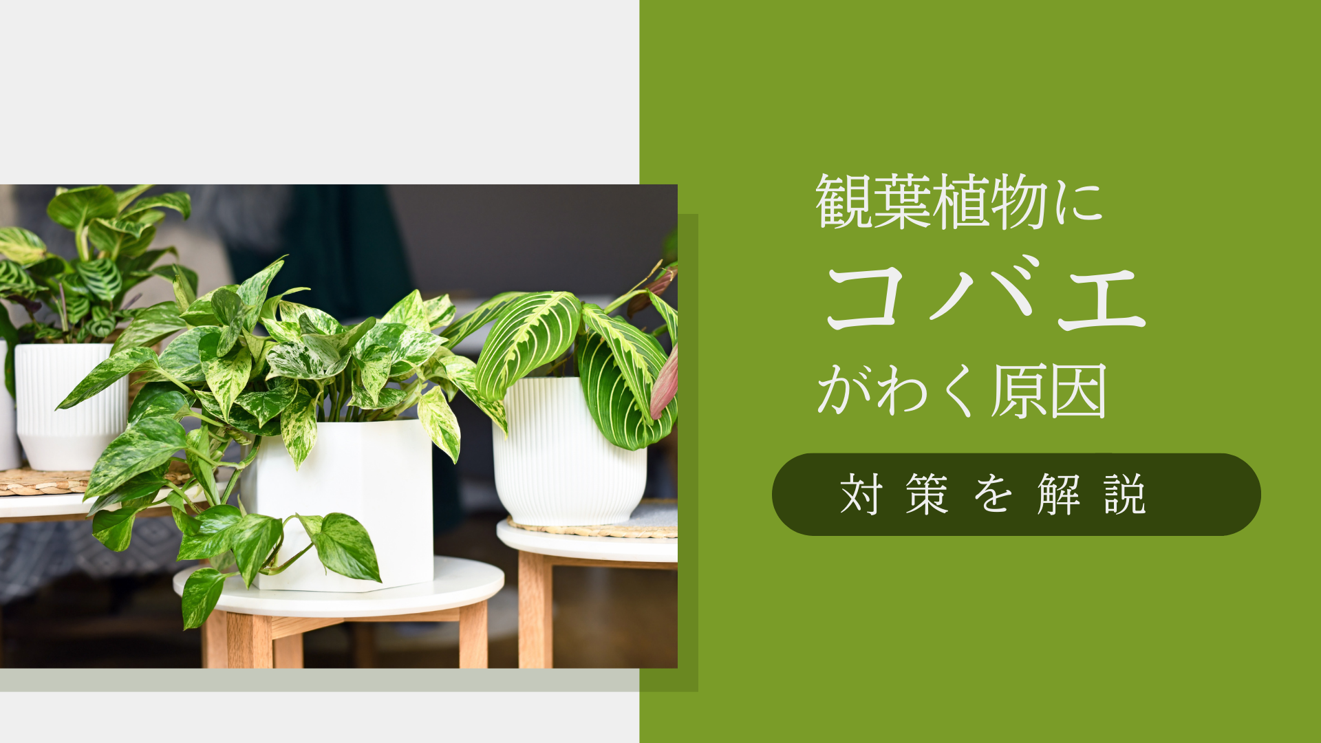 キノコバエ 観葉植物 _ 観葉植物 コバエ 殺虫剤 おすすめ – EFGRSM