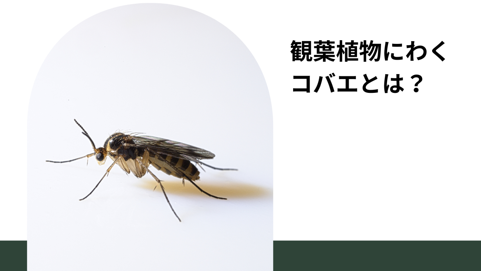 観葉植物にコバエがわく原因と対策を徹底解説 - シードストックマガジン 種子販売や実生方法のご紹介