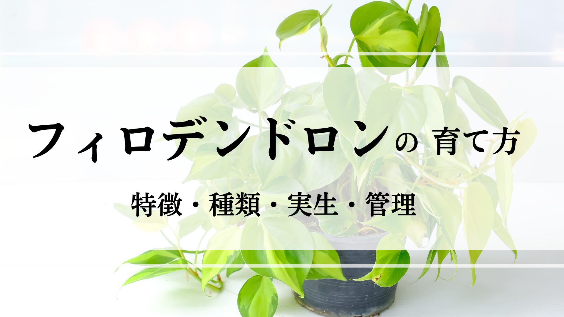 フィロデンドロンの特徴や実生・植え替えの方法を徹底解説！ - シードストックマガジン 種子販売や実生方法のご紹介