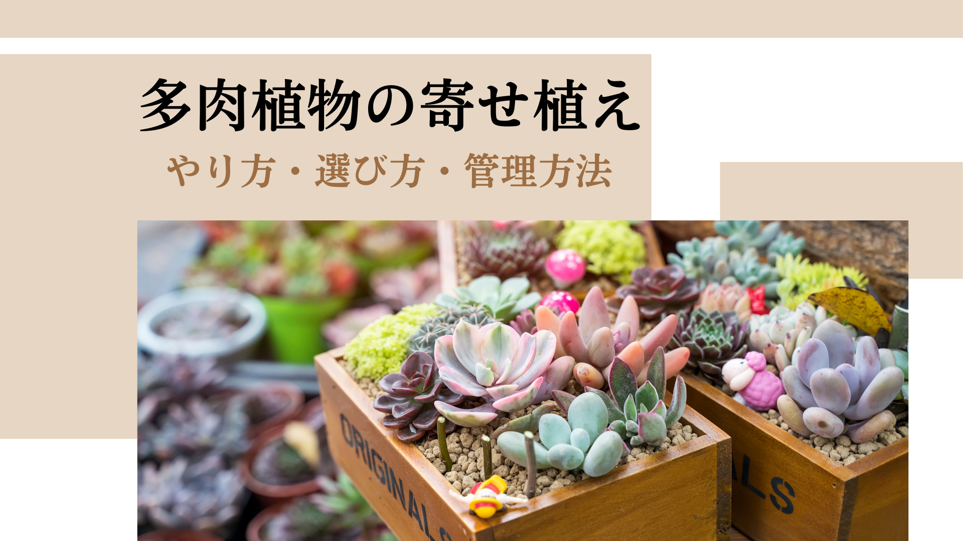 多肉植物の寄せ植え方法を解説！植物の選び方や管理方法 - シード