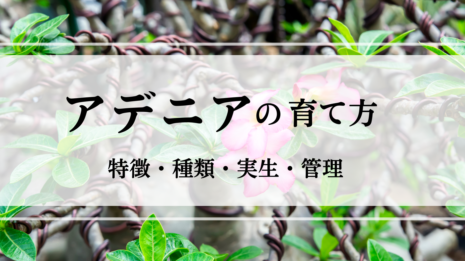 アデニアの特徴や実生・植え替えの方法を徹底解説！ - シード