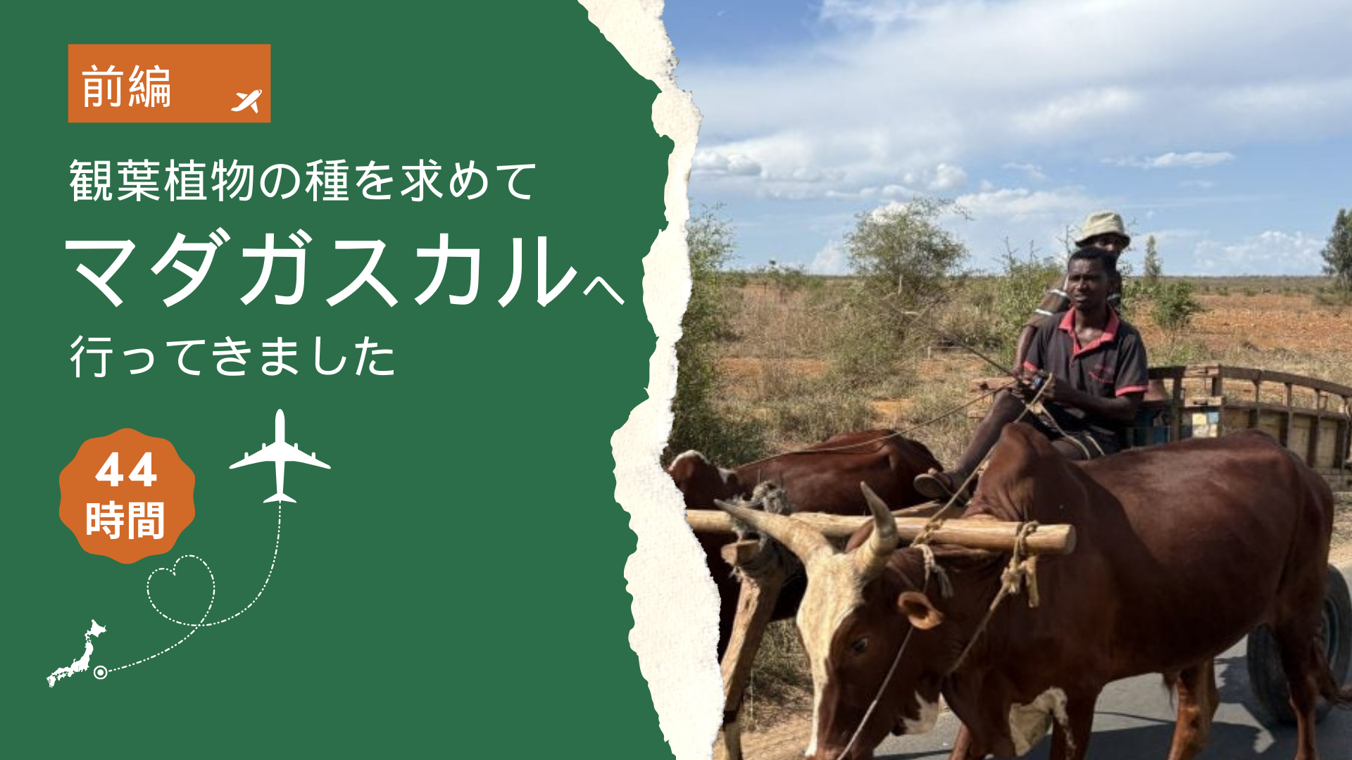マダガスカル異端植物紀行 マダガスカル異端植物紀行 |木の書籍|10-木の知識|木の情報発信基地