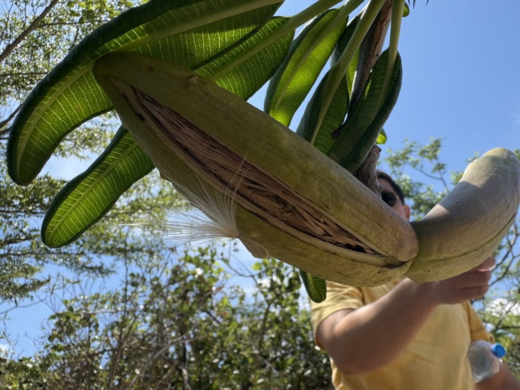 よくわからない植物