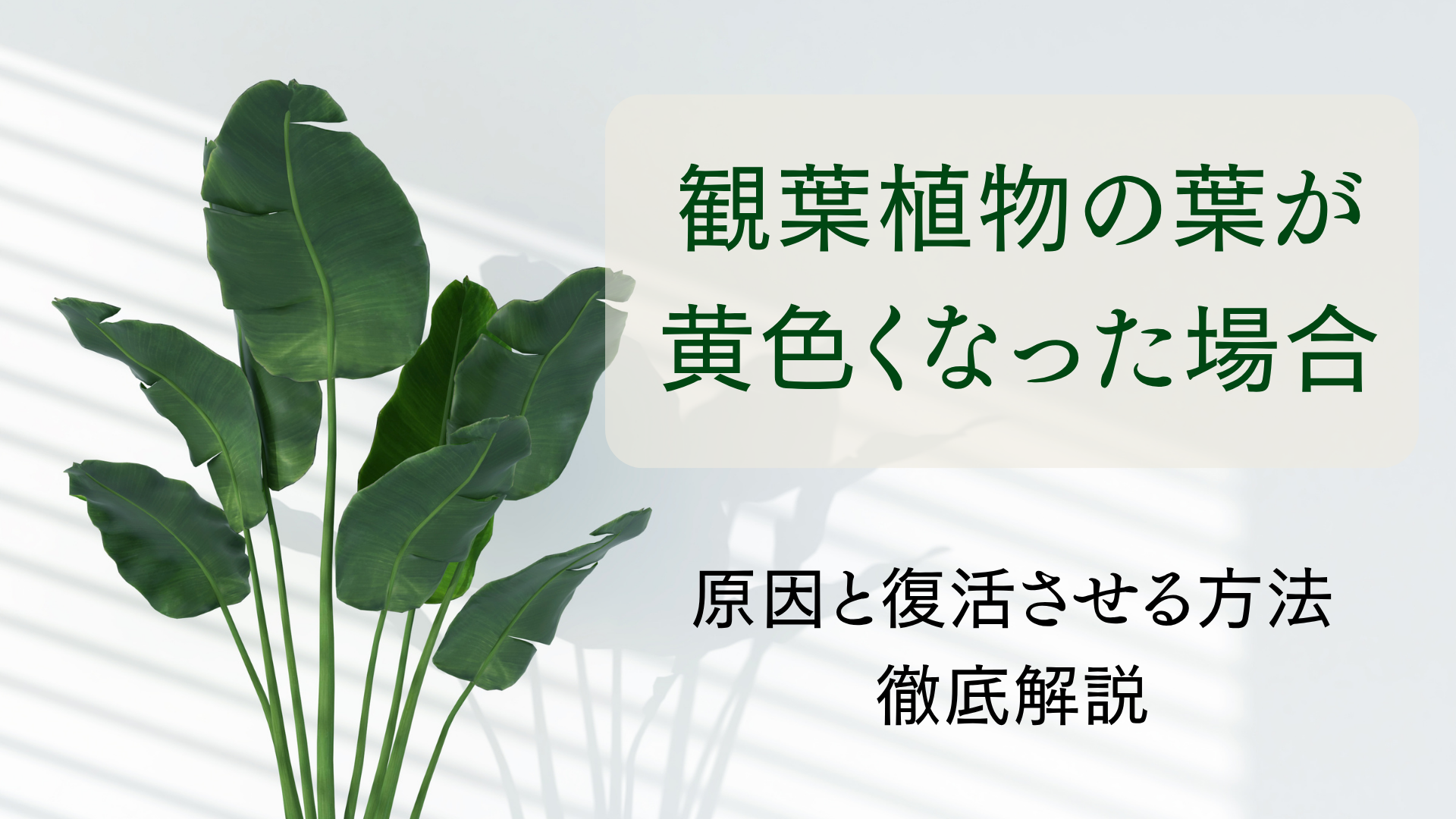 観葉 植物 葉 が 黄色く なる