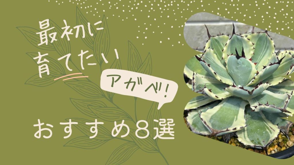 最初に育てたいおすすめアガベ- 
