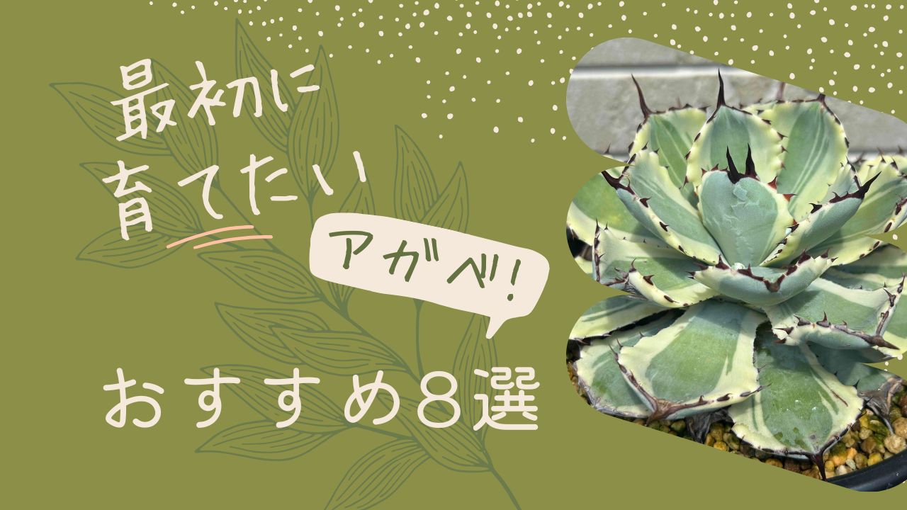 初心者必見】最初に育てたいアガベ！おすすめ品種8選 - シードストック