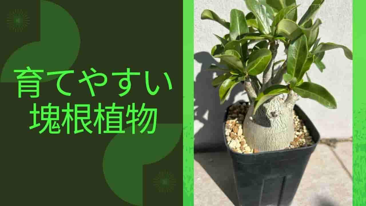 初心者でも育てやすい『塊根植物』おすすめ品種9選 - シードストック 