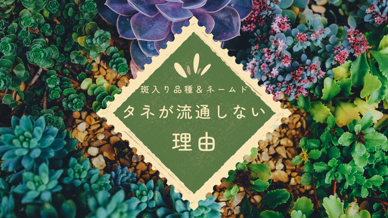 斑入り植物や、ネームドアガベのタネが流通しない理由！実生で受け継が 