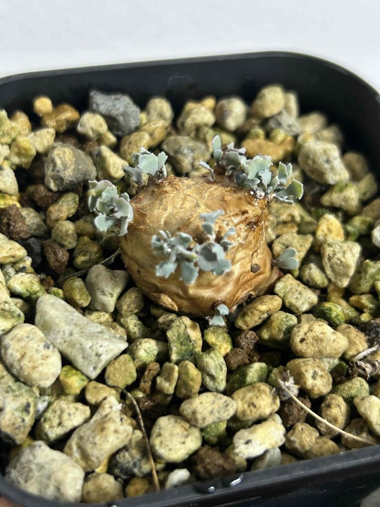 チレコドン（Tylecodon）