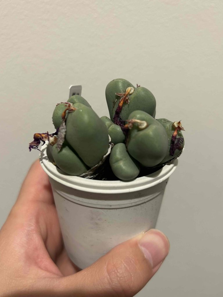 オトンナ（Othonna）