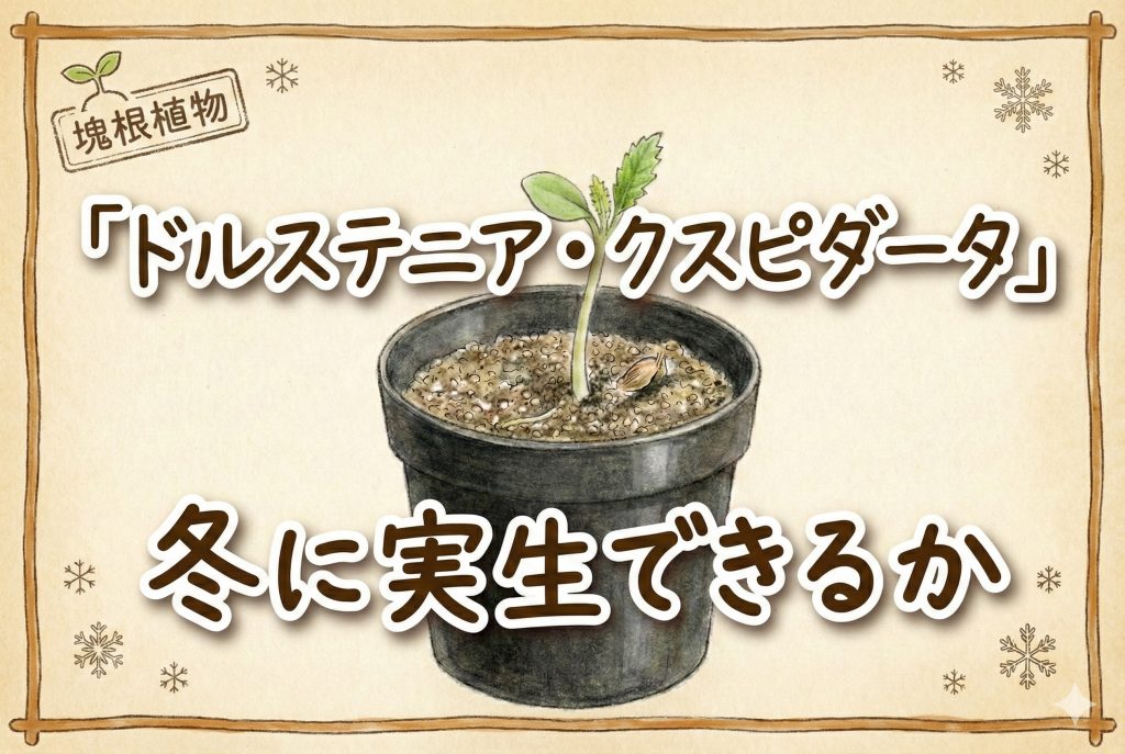 塊根植物「ドルステニア・クスピダータ」