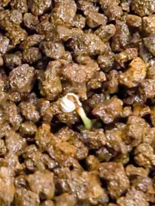 ドルステニア・クスピダータの芽