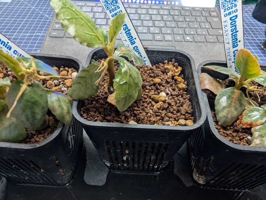 ドルステニア・クスピダータ