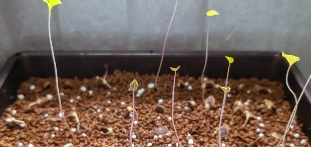 徒長した亀甲竜