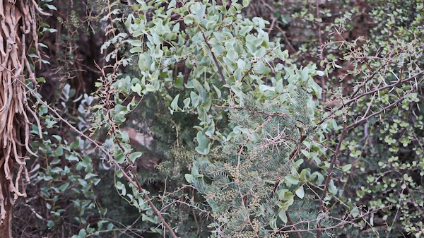 グラキリスの写真