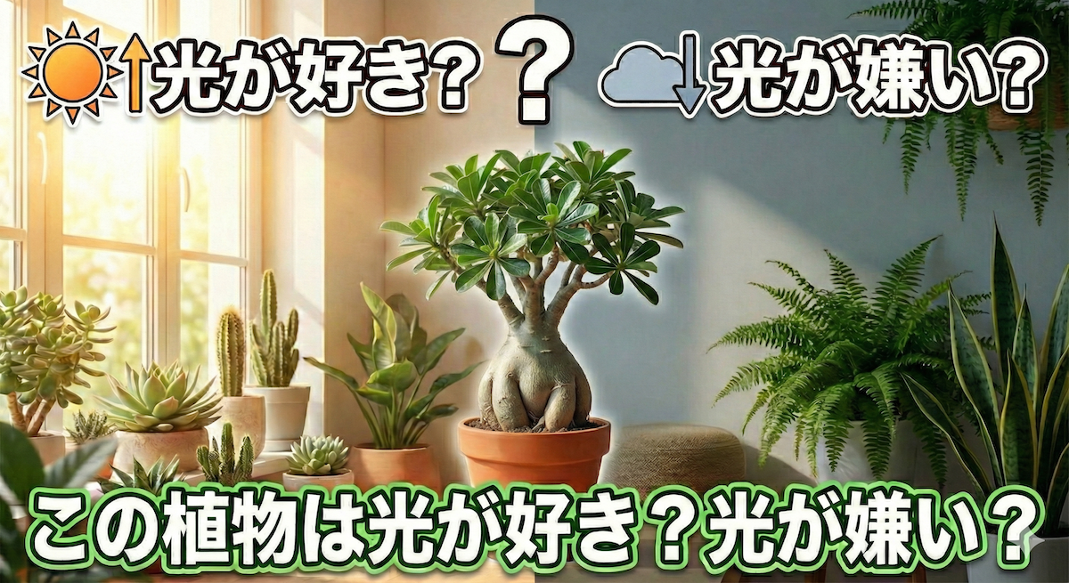 種子が好光性か嫌光性を調べる（前編）グラキリスとディオスコレアで