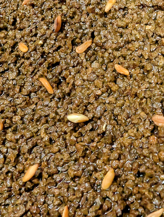 グラキリスの発芽直前の様子。種がパンパン