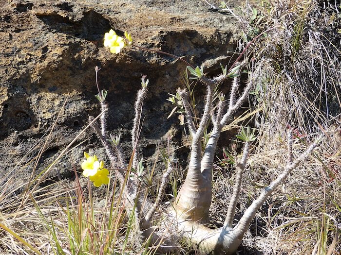 グラキリスの写真
