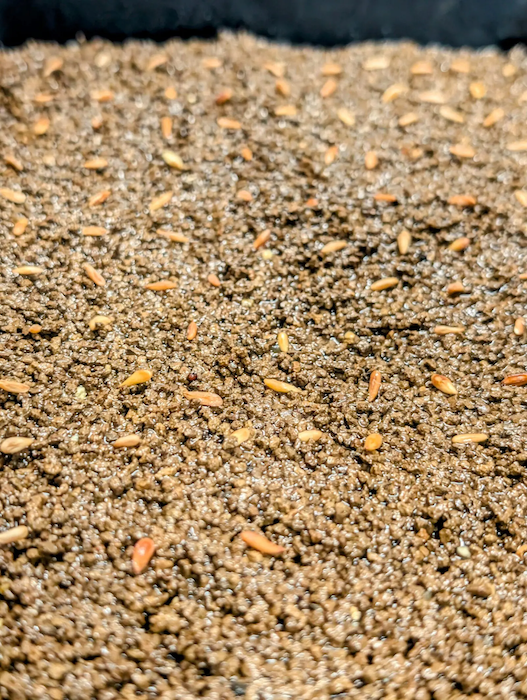 グラキリスの播種の様子