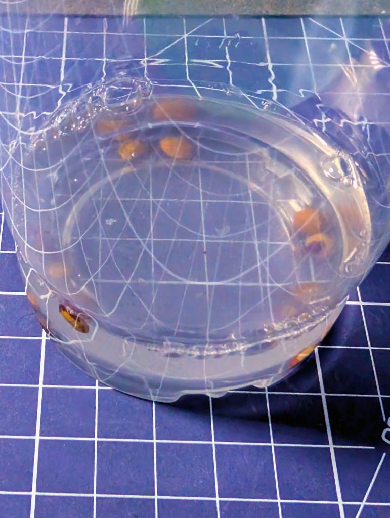 常温で2時間ほど種子を浸漬