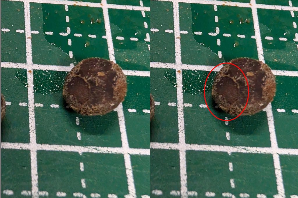 メラニンスポンジで擦った種子