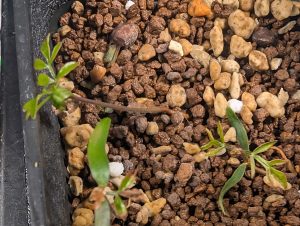 オペルクリカリア・デカリー