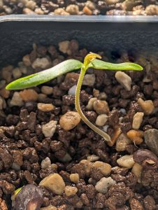 オペルクリカリアヒルスティッシマ