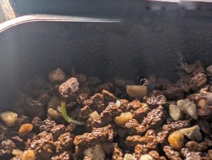 オペルクリカリア・ヒファエノイデス