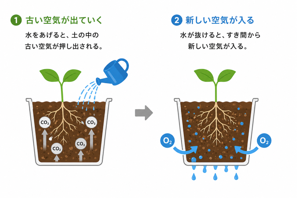 水やりは酸素供給