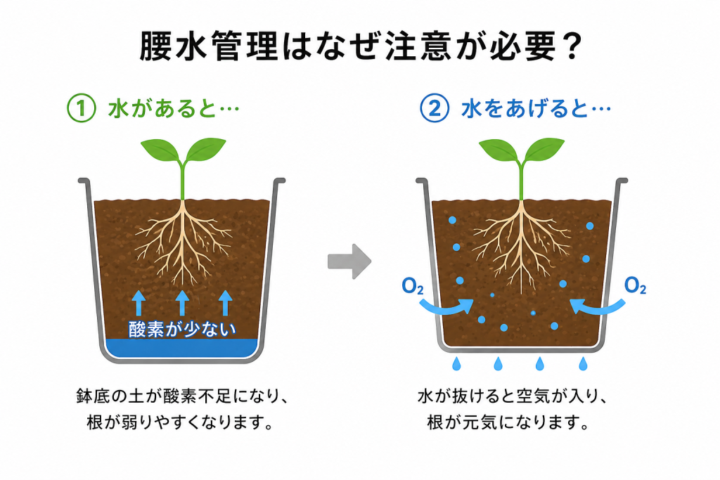腰水管理の注意
