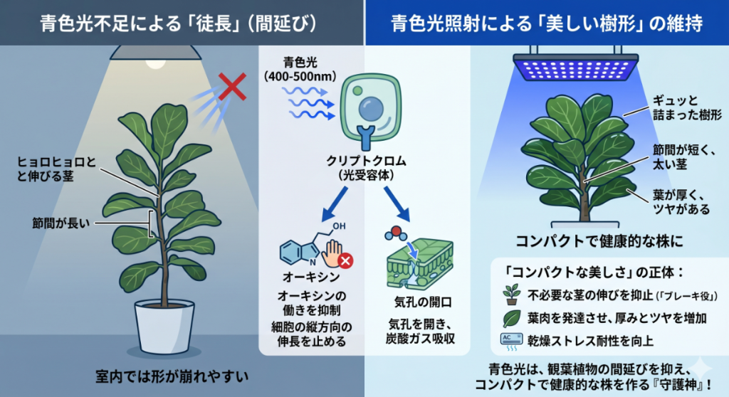 青色光不足による間延び