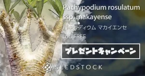 種子専門ショップ 多肉植物・塊根植物・観葉植物 - SEEDSTOCK
