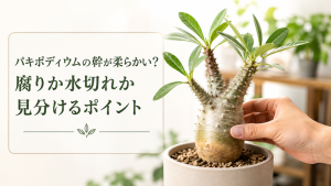 腐りか水きれか見分けるポイント