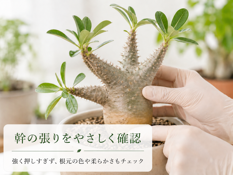 幹のチェック
