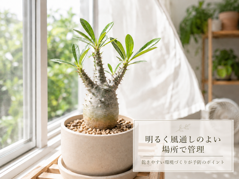 明るく風通しの良いところで管理