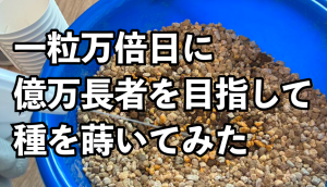 一粒万倍日に億万長者目指してタネを蒔いてみた