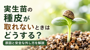 実生苗の種皮が取れないときはどうする？原因と安全な外し方を解説