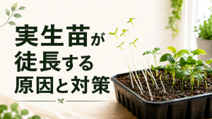 実生苗が徒長する原因と対策｜ひょろひょろ苗を防ぐために見直したいこと