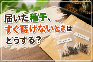 届いた種子、すぐ負けないときはどうする？